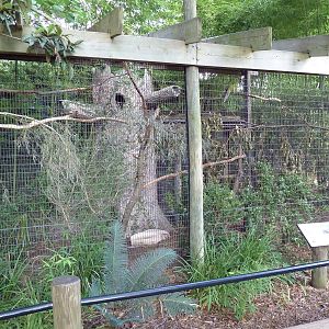 Thick-Billed Parrot Exhibit