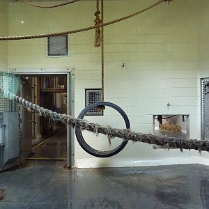 Gorilla Indoor Exhibit