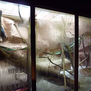 Lion-Tailed Macaque Exhibit