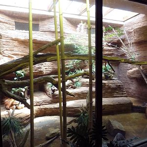 Fishing Cat Exhibit