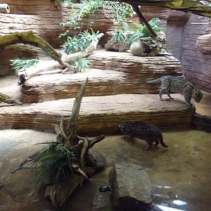 Fishing Cat Exhibit