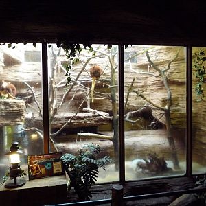 Matschie's Tree Kangaroo Exhibit