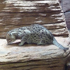 Fishing Cat