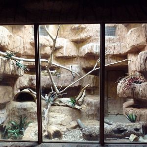 Black-Footed Cat Exhibit