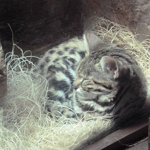 Black-Footed Cat