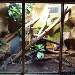 Crocodile Monitor Exhibit