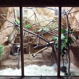 Golden-Headed Lion Tamarin Exhibit