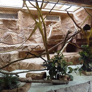 Black Howler Monkey Exhibit