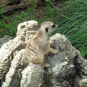 Meerkat