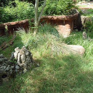 Meerkat Exhibit
