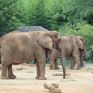 African Elephants
