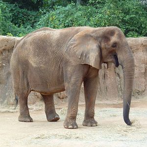 African Elephant