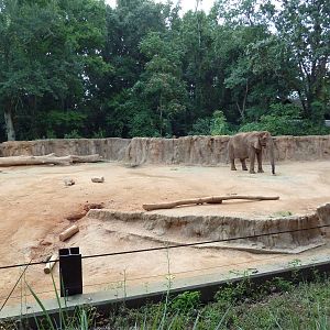 African Elephant Exhibit