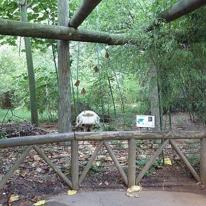 Cinereous Vulture Exhibit