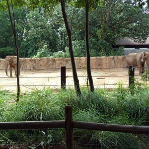 African Elephant Exhibit