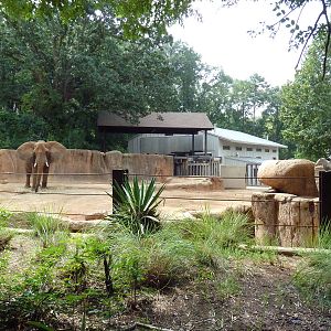African Elephant Exhibit