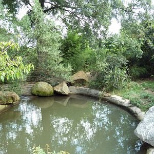 Abyssinian Ground Hornbill/Cinereous Vulture/East African Crowned Crane Exh
