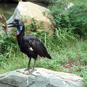 Abyssinian Ground Hornbill