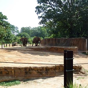 African Elephant Exhibit