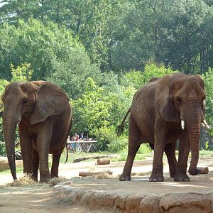 African Elephants
