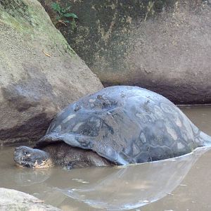 Galapagos Tortoise