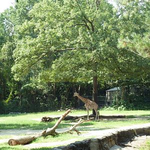 Reticulated Giraffe Exhibit