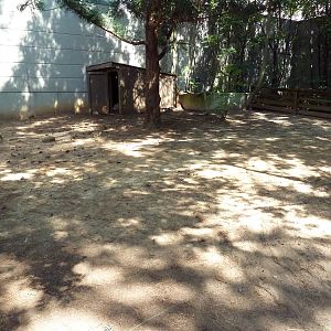 African Spurred Tortoise Exhibit