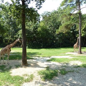 Reticulated Giraffe Exhibit