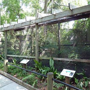 Lady Ross's Turaco/Golden-Breasted Starling/Superb Starling Exhibits