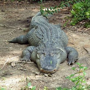 Alligator