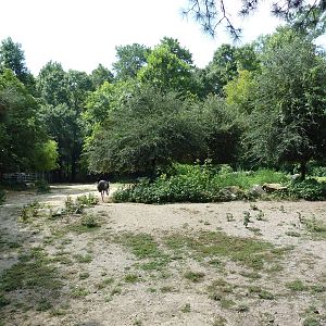 Zebra/Ostrich Exhibit