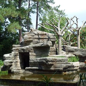 Siamang Exhibit