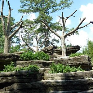 Siamang Exhibit - Flying Siamang!