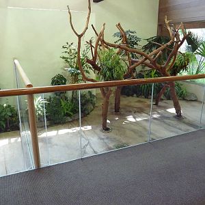 Koala Exhibit