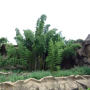 Amur Tiger Exhibit