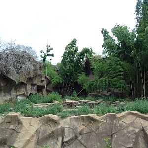 Amur Tiger Exhibit