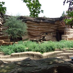 Lion Exhibit