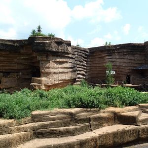 Lion + Diana Monkey Exhibits