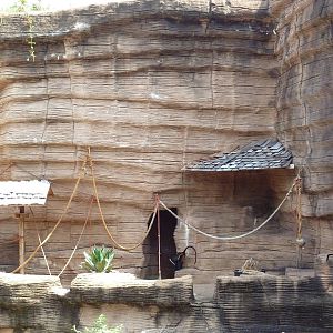 Diana Monkey Exhibit