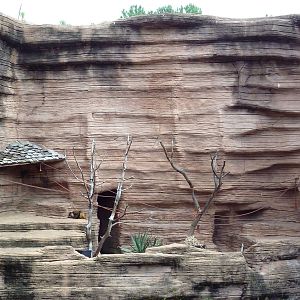 Black-Handed Spider Monkey Exhibit