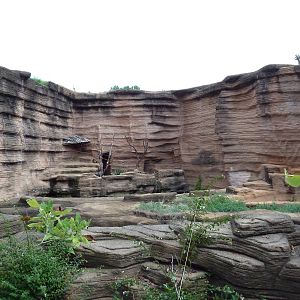 Black-Handed Spider Monkey + Hyena Exhibits