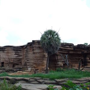 Black-Handed Spider Monkey + Hyena Exhibits