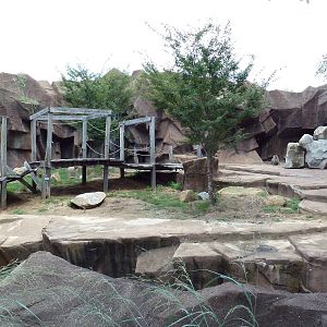 Hamadryas Baboon Exhibit