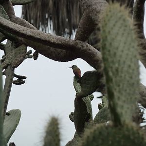 Wild Amazilia hummingbird