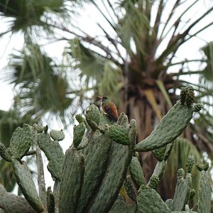 Wild Amazilia hummingbird
