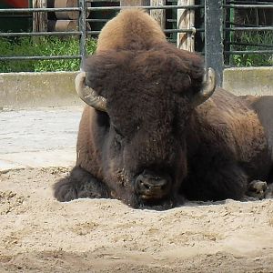 north american bison 030910