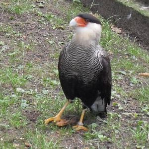 crested caracara 030910