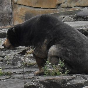 malayan sun bear 030910