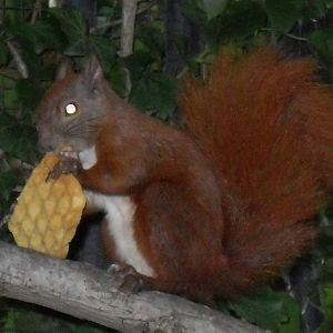 red squirrel and waffle 030910