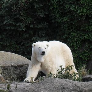 polar bear 030910
